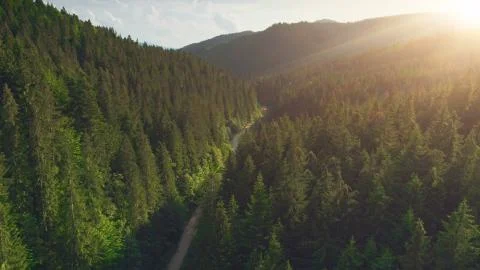 Flight over pine tree forest and country road Fotos Stock