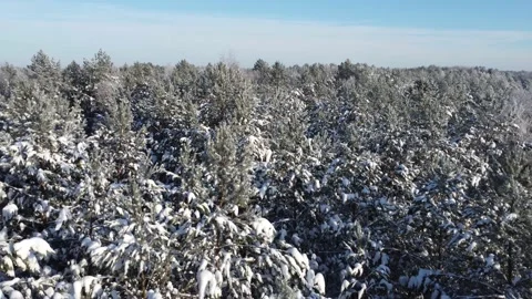 Flight over the pine trees covered with snow in a pine forest in sunny weather. Stock Footage 235673778