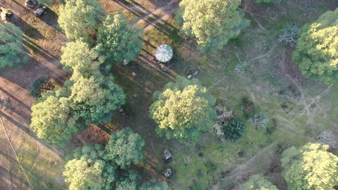 Flight over pine trees with long shadows 스톡 동영상 126238830