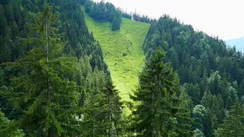 Flight over pine trees mountain side left to right movement Stock Footage 100584756