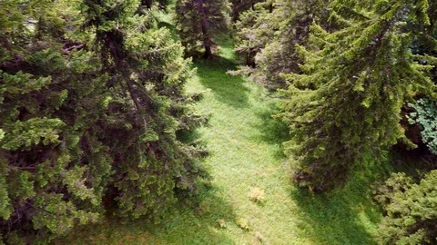 Flight over pine trees mountainside Stock Footage 100584961