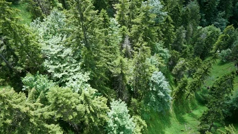 Flight over pine trees view Видео 100584815