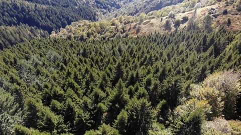 Flight over the pineforest in autumn Stock Footage 118769307