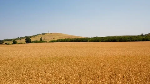 Flight over plantation of corn field. Aerial view Stock Footage 120617793