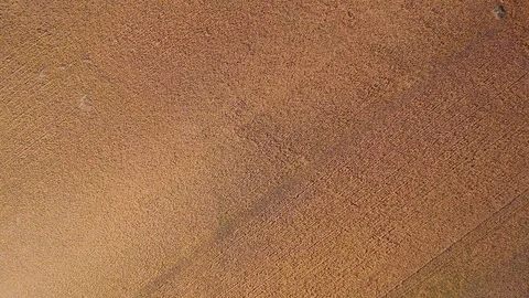 Flight over plantation of corn field. Aerial view Stock Footage 120618066