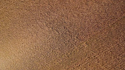 Flight over plantation of corn field. Aerial view Stock Footage 120626228
