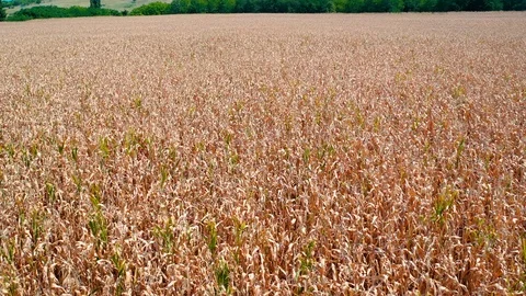 Flight over plantation of corn field. Aerial view Stock Footage 120627050