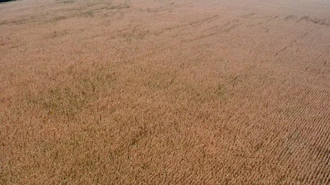 Flight over plantation of corn field. Aerial view Stock Footage 120633257