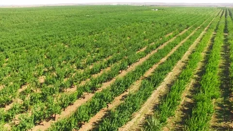 Flight over the plantation with fruit trees. bird's-eye view. Stock-Footage 85893313