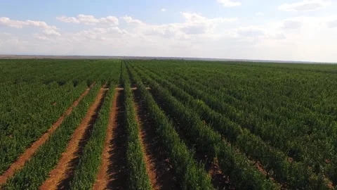 Flight over planted fruit trees. bird's-eye view. Stock-Footage 85893065