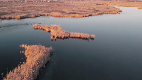 Flight over the pond where there are a lot of birds and yellow reeds during suns Stock Footage 128617060