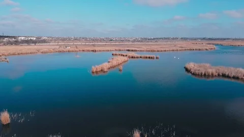 Flight over the pond where there are a lot of birds and banks with yellow reeds Stock Footage 128617471