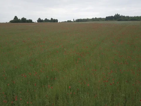 Flight over a poppy field Vidéo 79038612