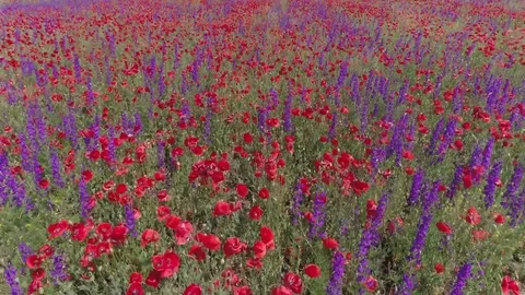 Flight over the poppy field Stock Footage 102397934