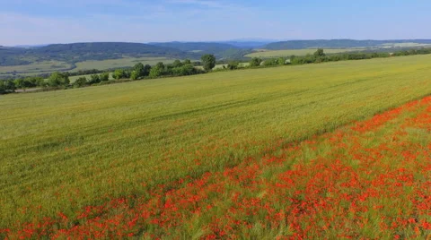 Flight over poppy fields Stock Footage 50715334