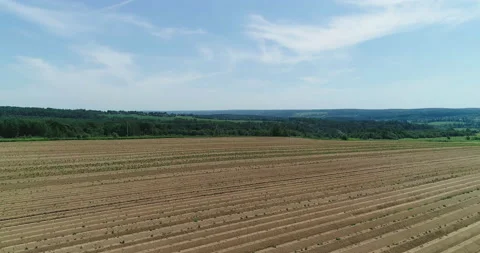 Flight over Potato field Stock Footage 156511886
