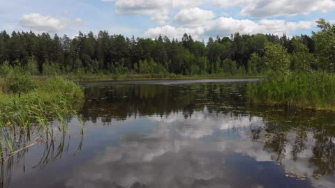 Flight over a quiet forest lake overgrown with lilies and water lilies. Stock Footage 135522248