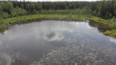 Flight over a quiet forest lake overgrown with lilies and water lilies. Stock Footage 135523042