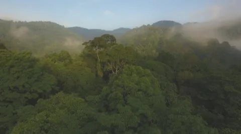Flight over Rainforest Vidéo 67751671