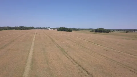 Flight over rape field. 4k aerial Stock Footage 91835647