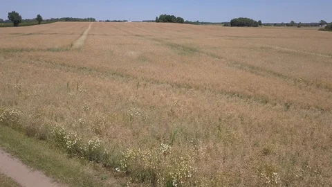 Flight over rape field. 4k aerial Vídeo Stock 91835990
