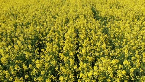 Flight over a rape field - 60fps Stock Footage 134099632