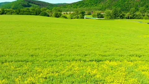 Flight over a rape field in the countryside Stock Footage 108984489