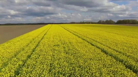 Flight over rape field 動画素材 75733401