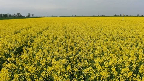 Flight over a rape field Stock Footage 118014676