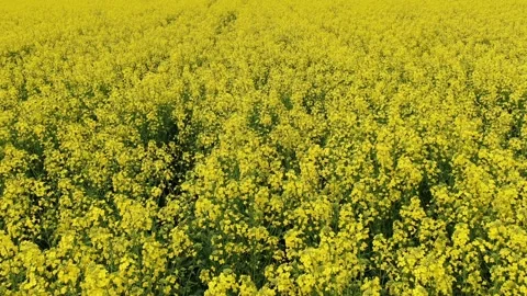 Flight over a rape field Stock Footage 134099517