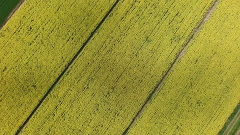 Flight over a rape field Stock Footage 134099725
