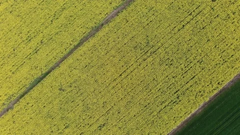 Flight over a rape field Stock Footage 134100264