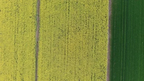 Flight over a rape field Stock Footage 134100553