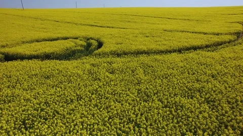 Flight over rape 動画素材 62904597