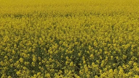Flight Over a Rapeseed Field with Yellow Flowers in Spring Stock Footage 89305720