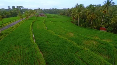 Flight Over the Rice Field on Bali Island 動画素材 62840405