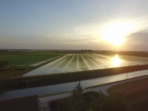 Flight over the rice fields in a beautiful sunrise Stock Footage 72207560