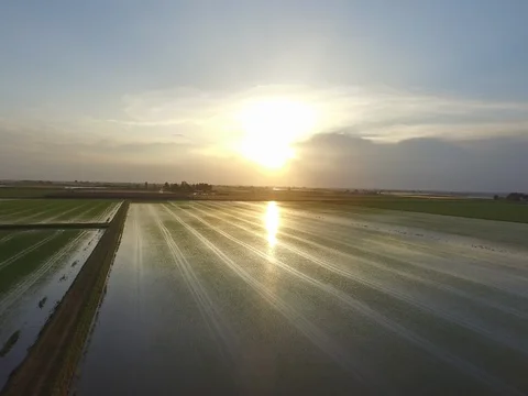 Flight over the rice fields with sun reflection in the water Stock Footage 72211481