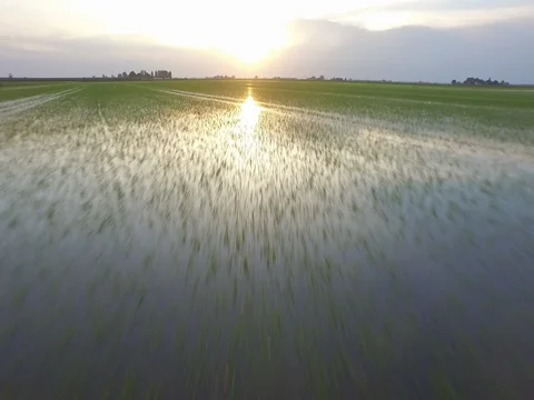 Flight over the rice fields with sun reflection in the water  Stock Footage 72213676