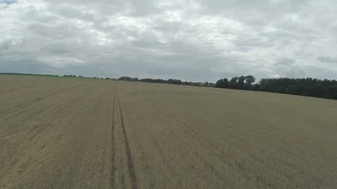 Flight over a ripened wheat field on. Ripe wheat-top view. It is cloudy. Video stock 105936291