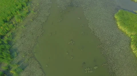 Flight over the river. AERIAL VIEW of birds flying over the jungle lake Stock Footage 56461591