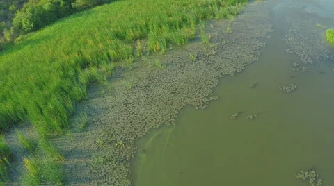 Flight over the river. AERIAL VIEW of birds flying over the jungle lake Stock Footage 56462170