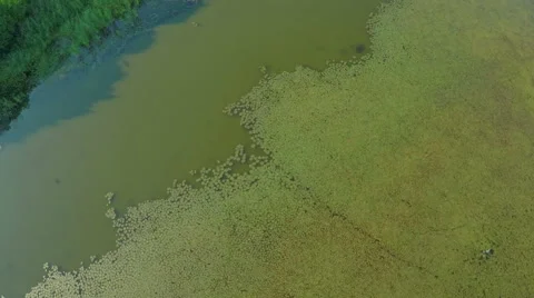 Flight over the river. AERIAL VIEW of birds flying over the jungle lake Stock Footage 56462918