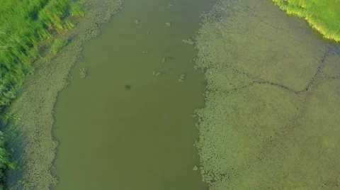 Flight over the river. AERIAL VIEW of birds flying over the jungle lake Video stock 56463501