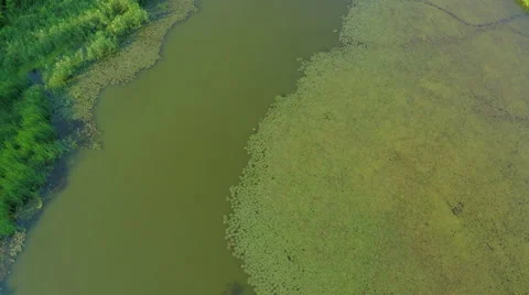 Flight over the river. AERIAL VIEW of birds flying over the jungle lake Stock Footage 56463565