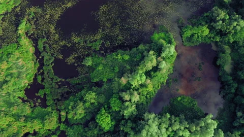 Flight over the river with algae. Clouds are reflected in Swamp water. Stock Footage
