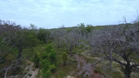 Flight over the river and trees in the jungle Stock Footage 220305372