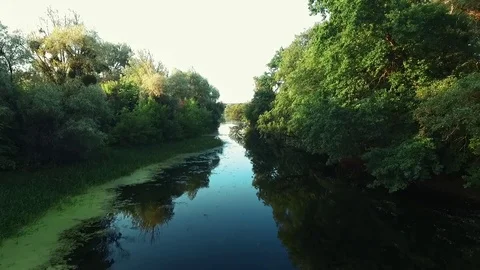 A flight over the river between the trees. Stock Footage 84030575
