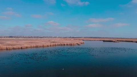 Flight over the river with clear water in spring where birds swim and fly Stock Footage 128618041