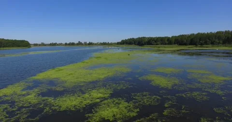 Flight over a river with green plants in summer 2 Stock Footage 265858749